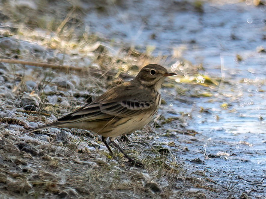 American Pipit - ML642778962