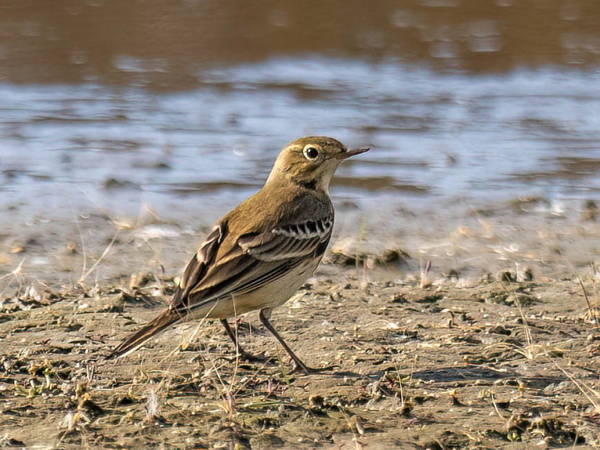 American Pipit - ML642778963