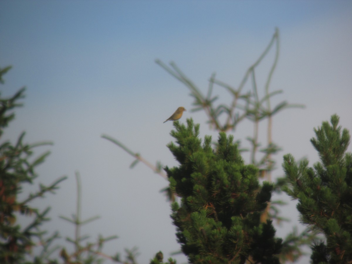 Red Crossbill - ML642778997
