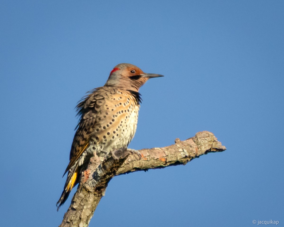 Northern Flicker - ML642778999