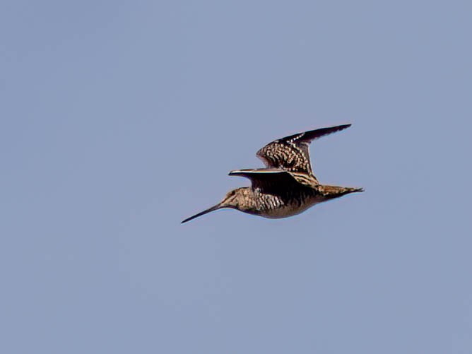 Wilson's Snipe - ML642779003