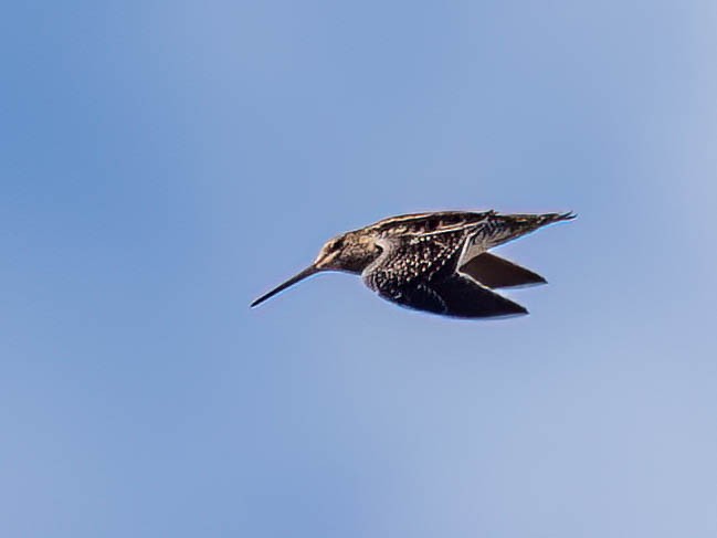 Wilson's Snipe - ML642779004