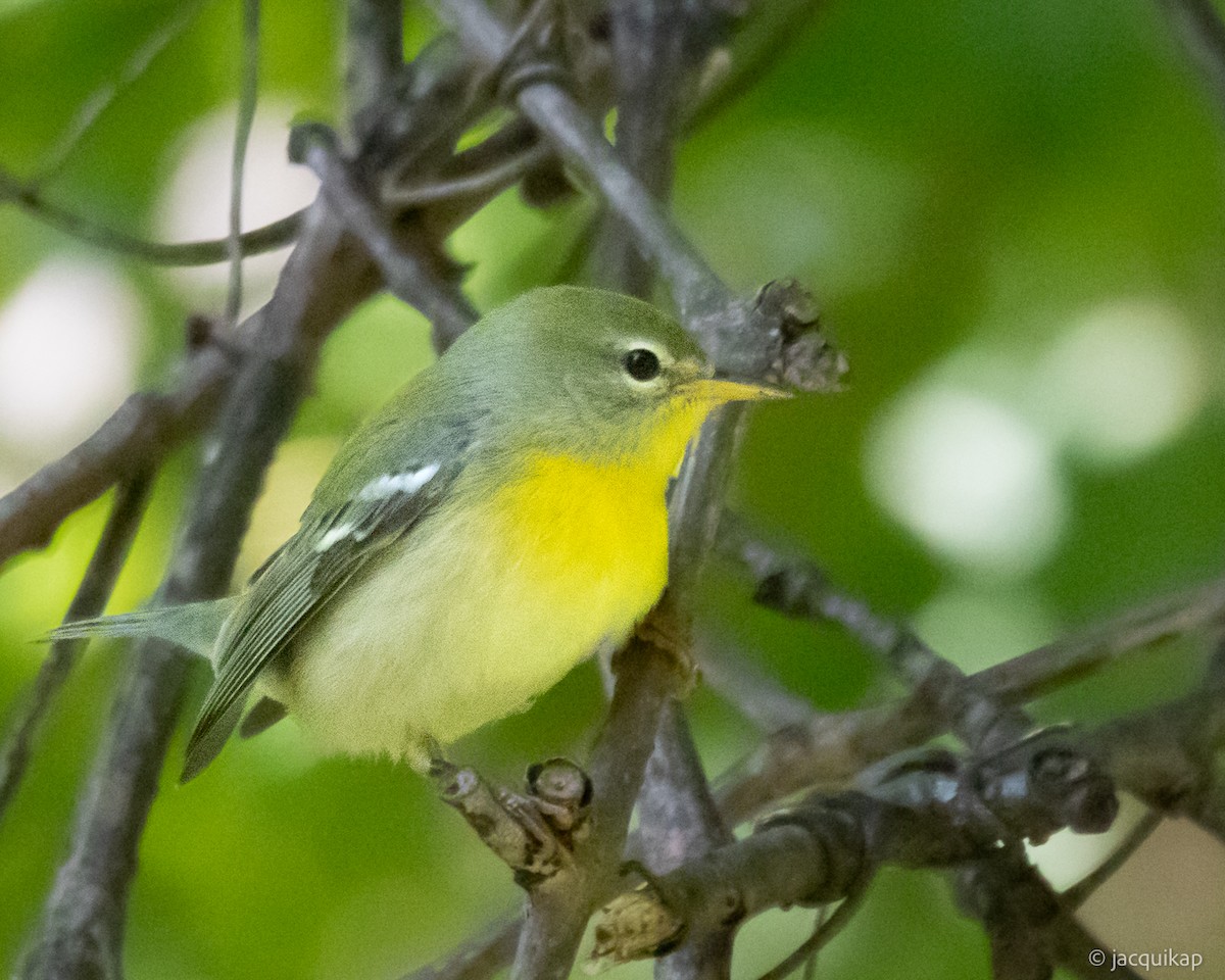 Northern Parula - ML642779005