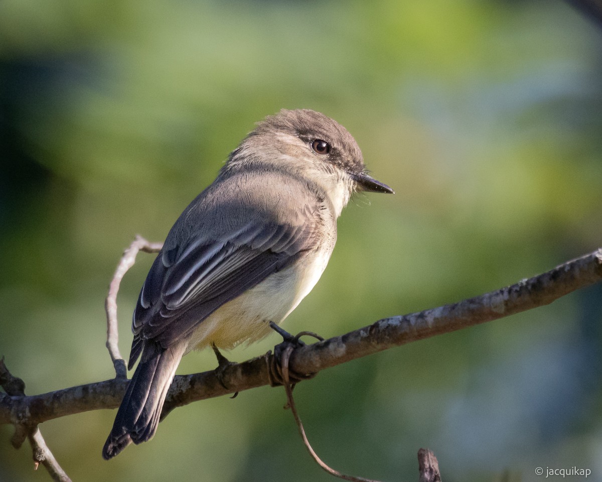 Eastern Phoebe - ML642779020