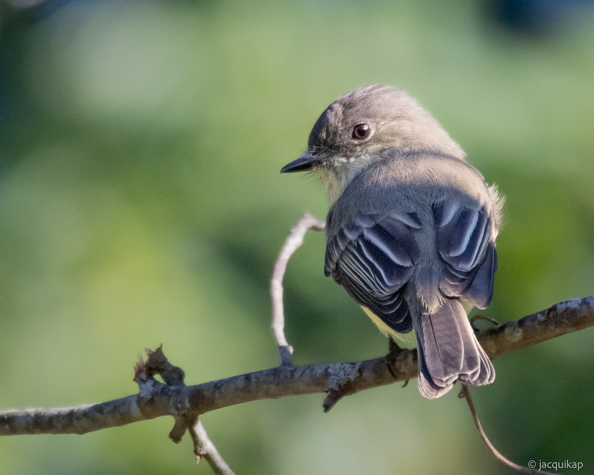 Eastern Phoebe - ML642779021