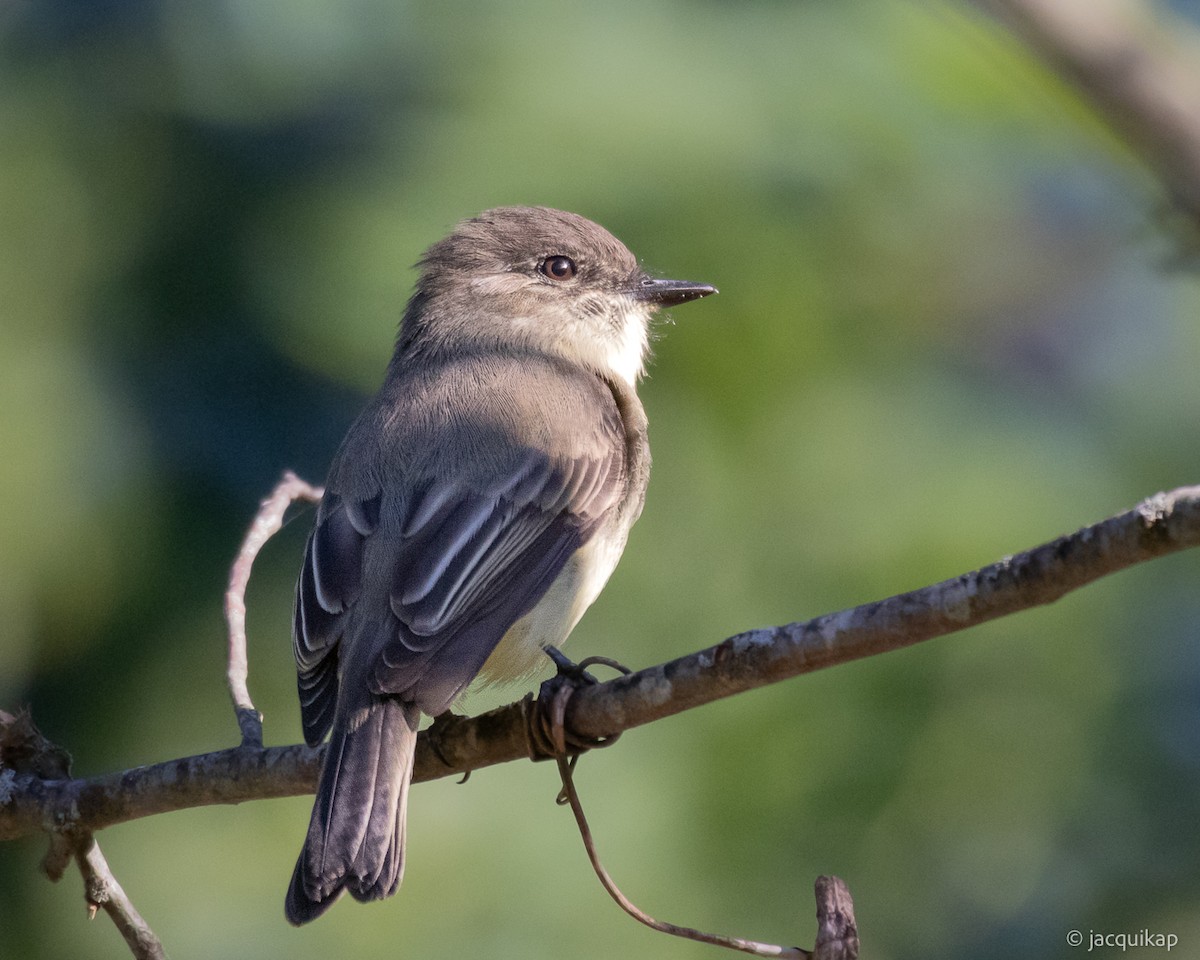 Eastern Phoebe - ML642779022