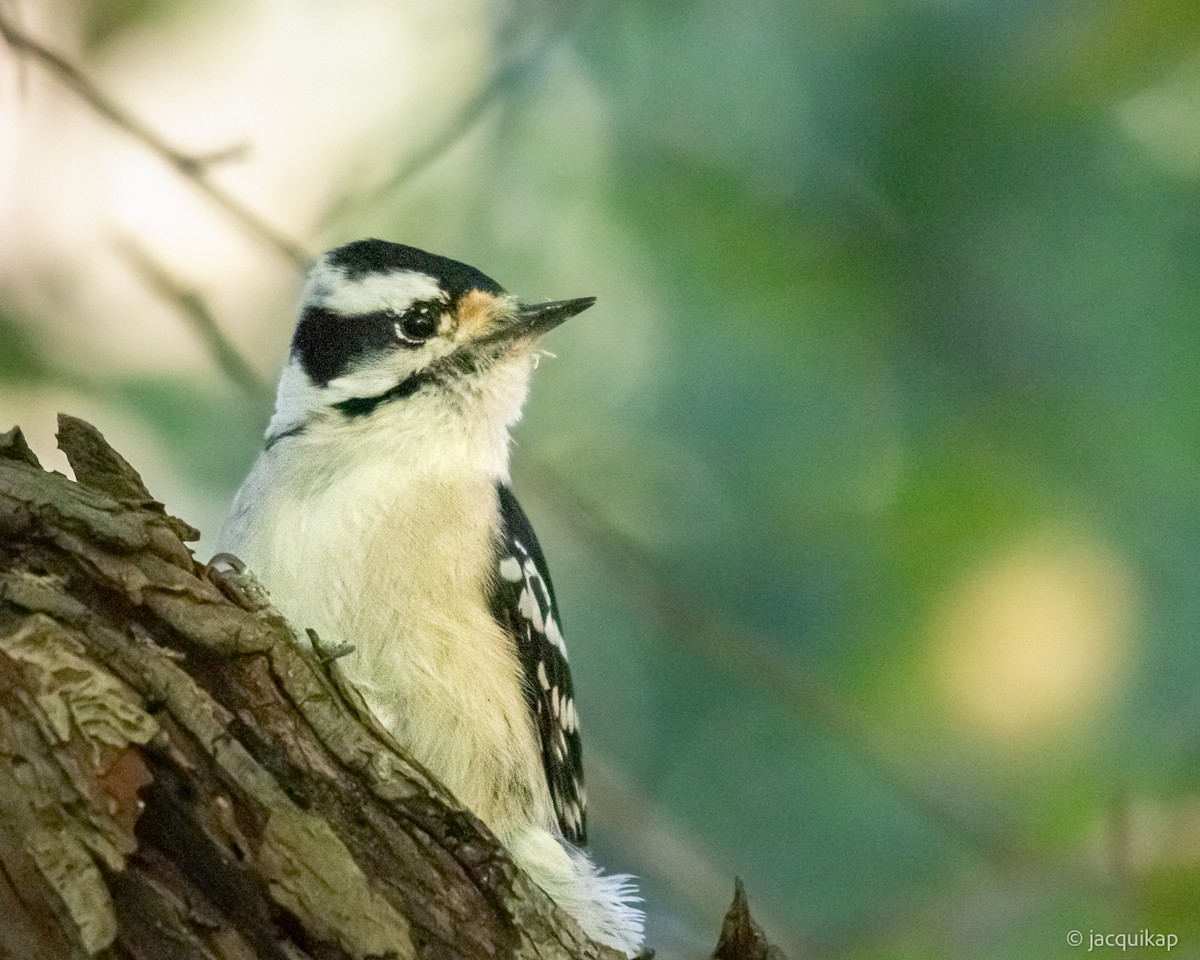 Downy Woodpecker - ML642779030