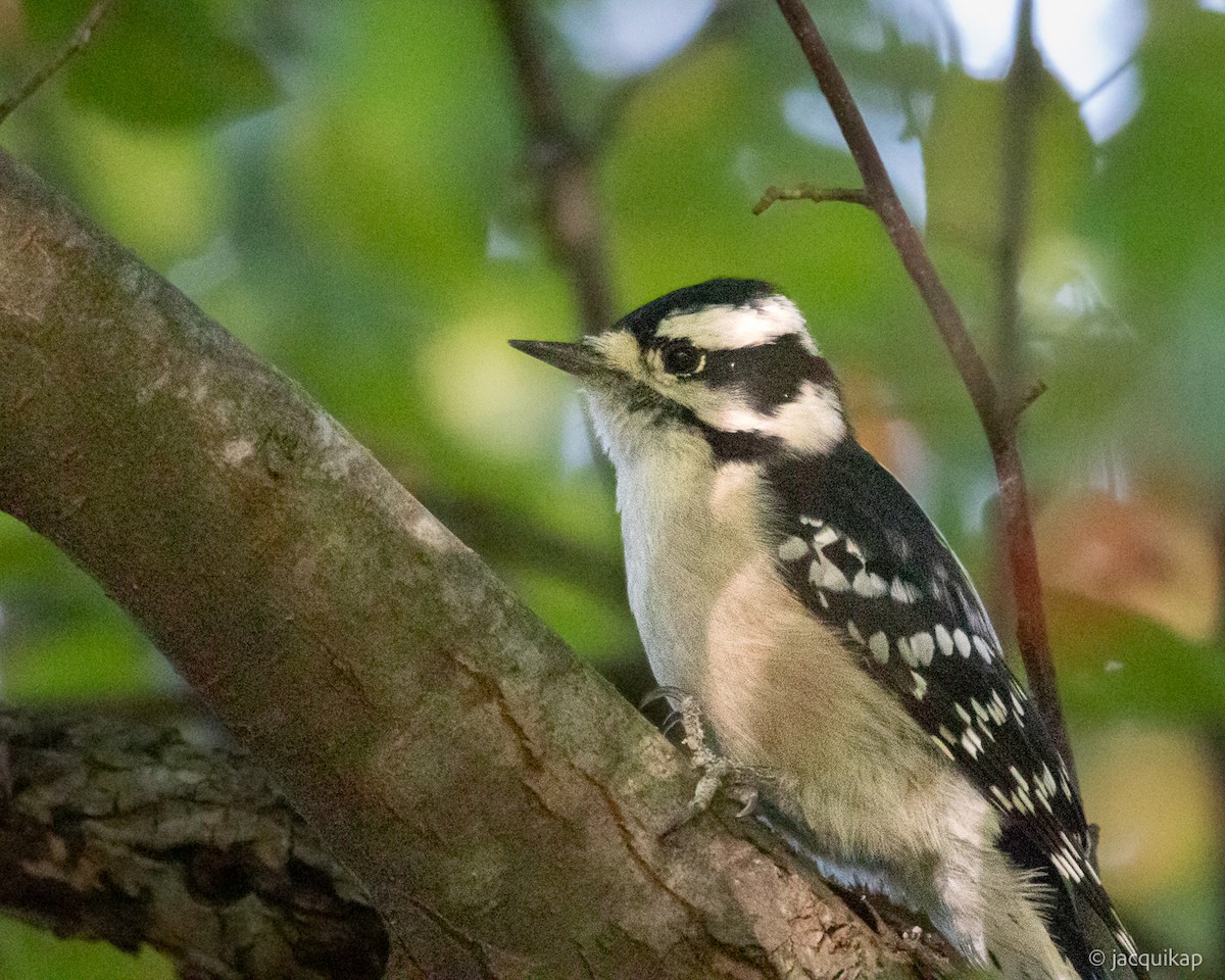 Downy Woodpecker - ML642779031