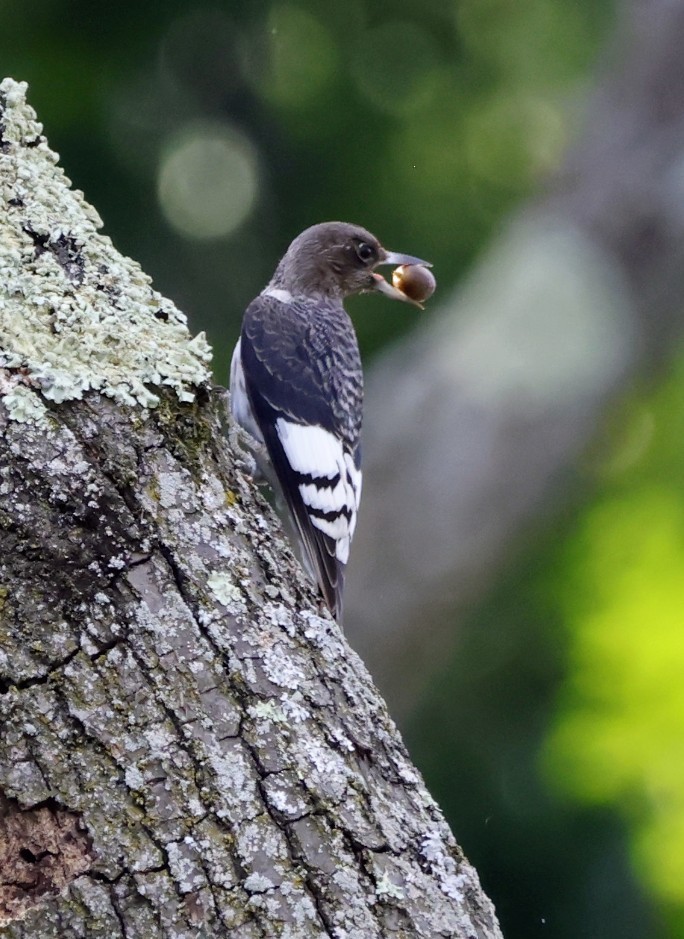 Red-headed Woodpecker - ML642779046