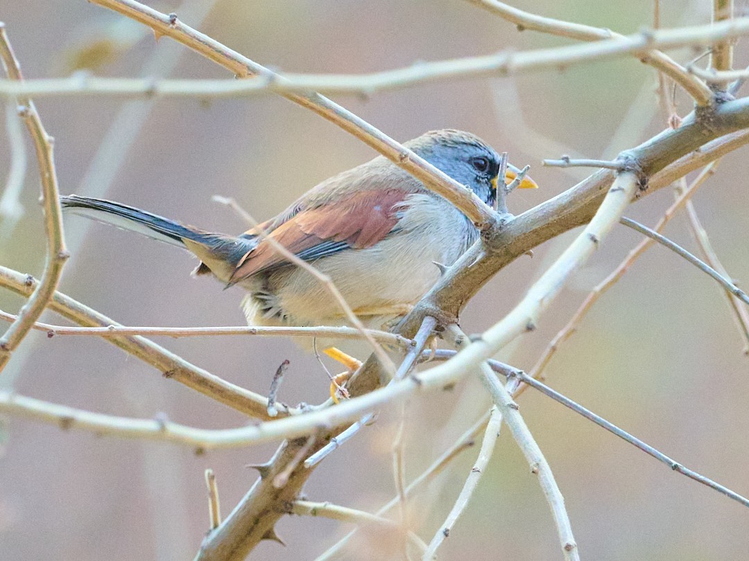 Great Inca-Finch - ML642779054