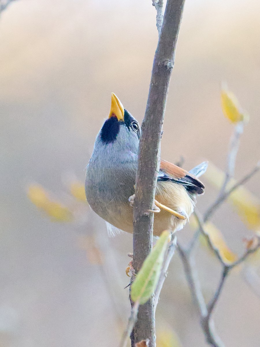 Great Inca-Finch - ML642779055