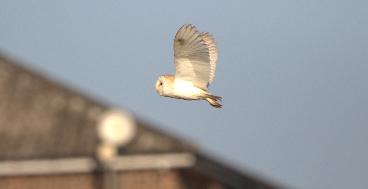 Western Barn Owl - ML642779056