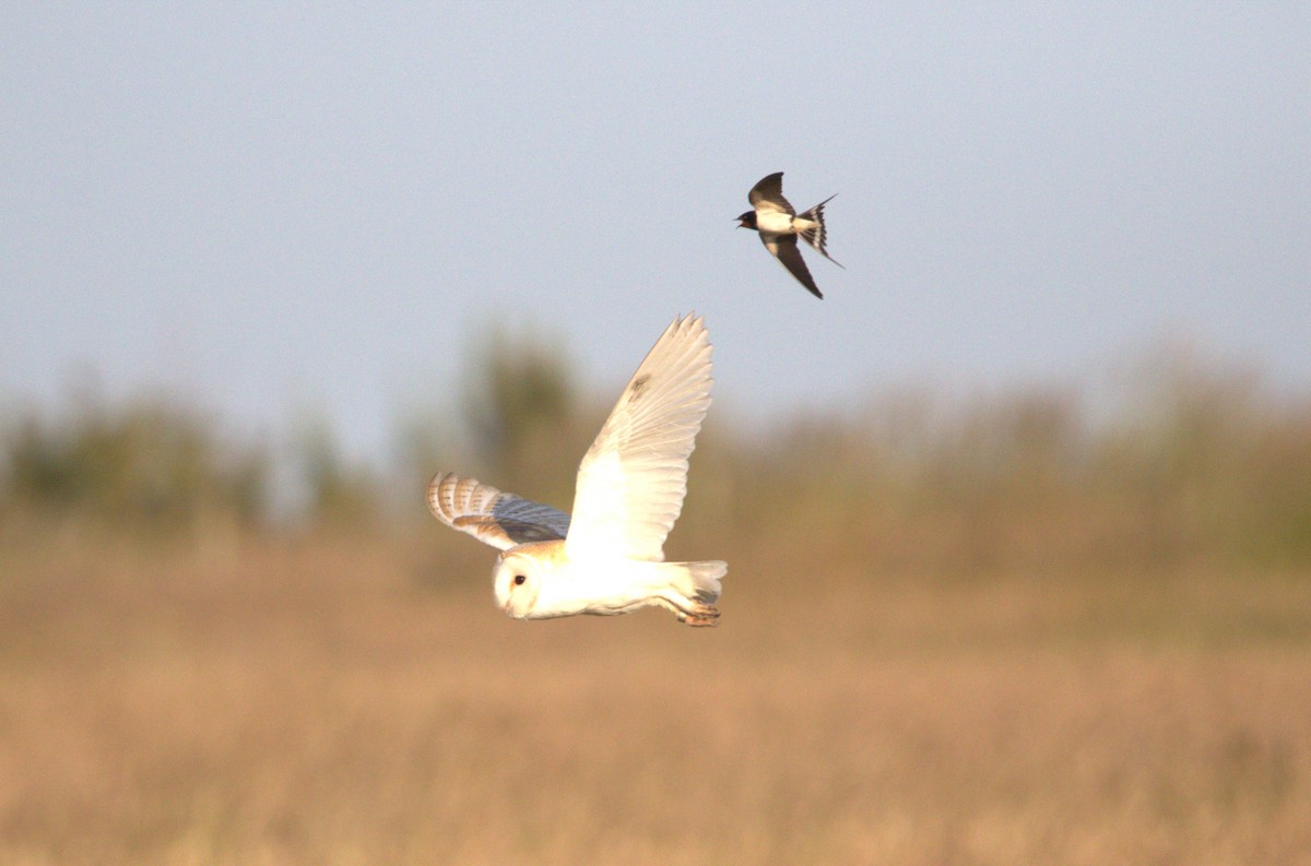 Western Barn Owl - ML642779057