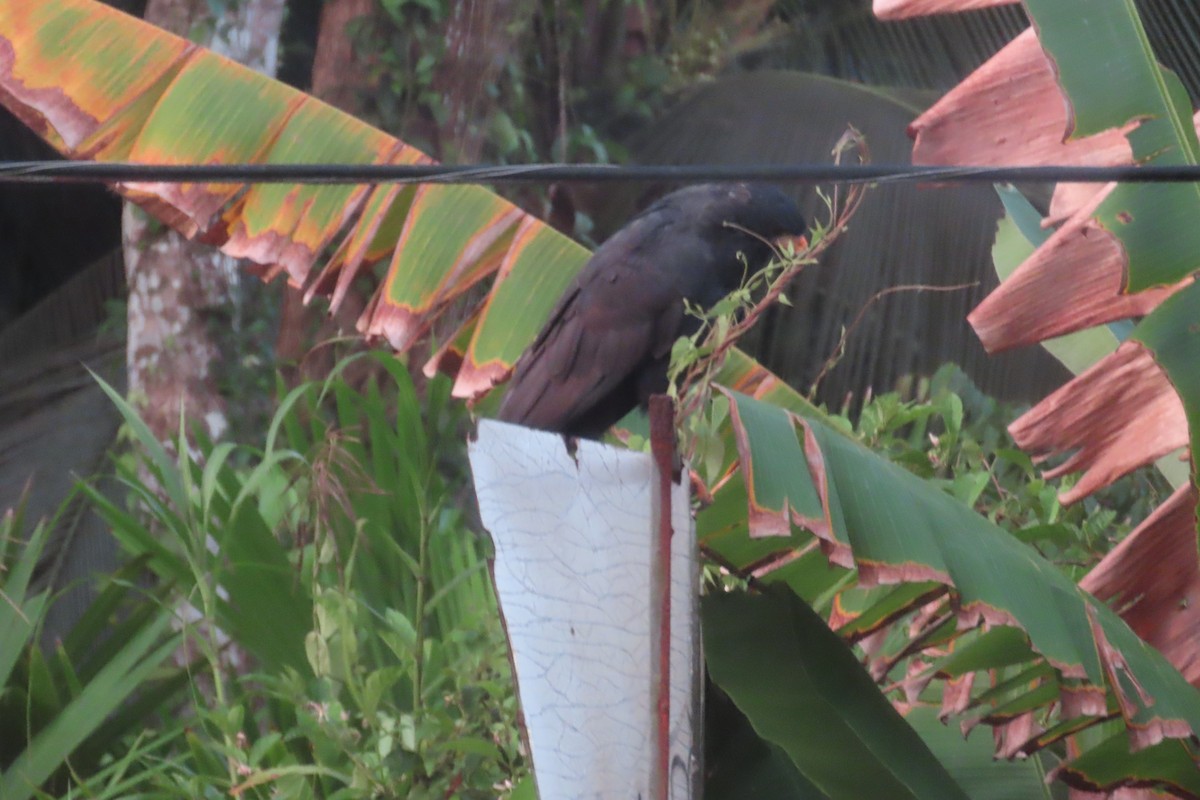 Common Black Hawk - ML642779058