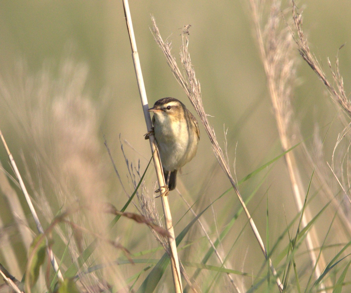 Sedge Warbler - ML642779064