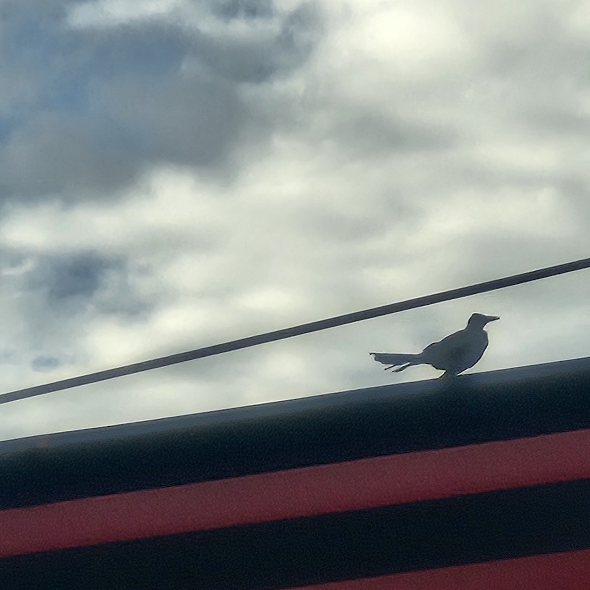 Boat-tailed Grackle - ML642779074