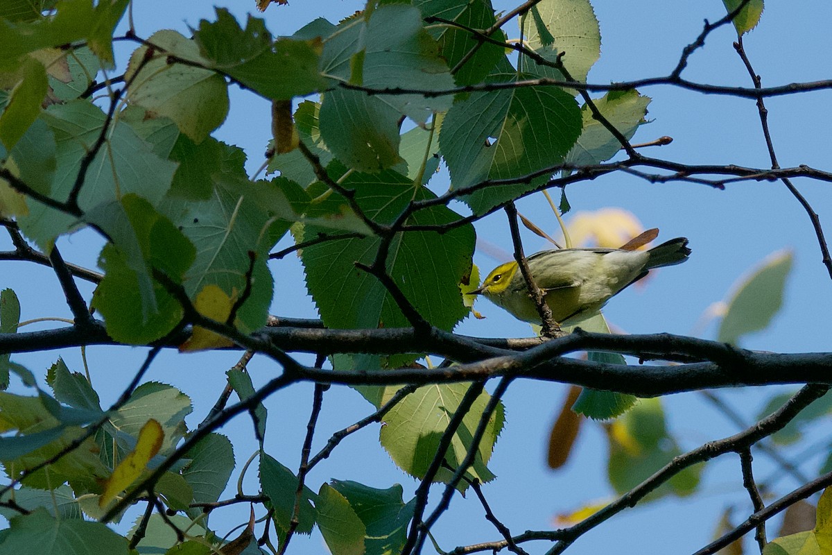 Black-throated Green Warbler - ML642779082