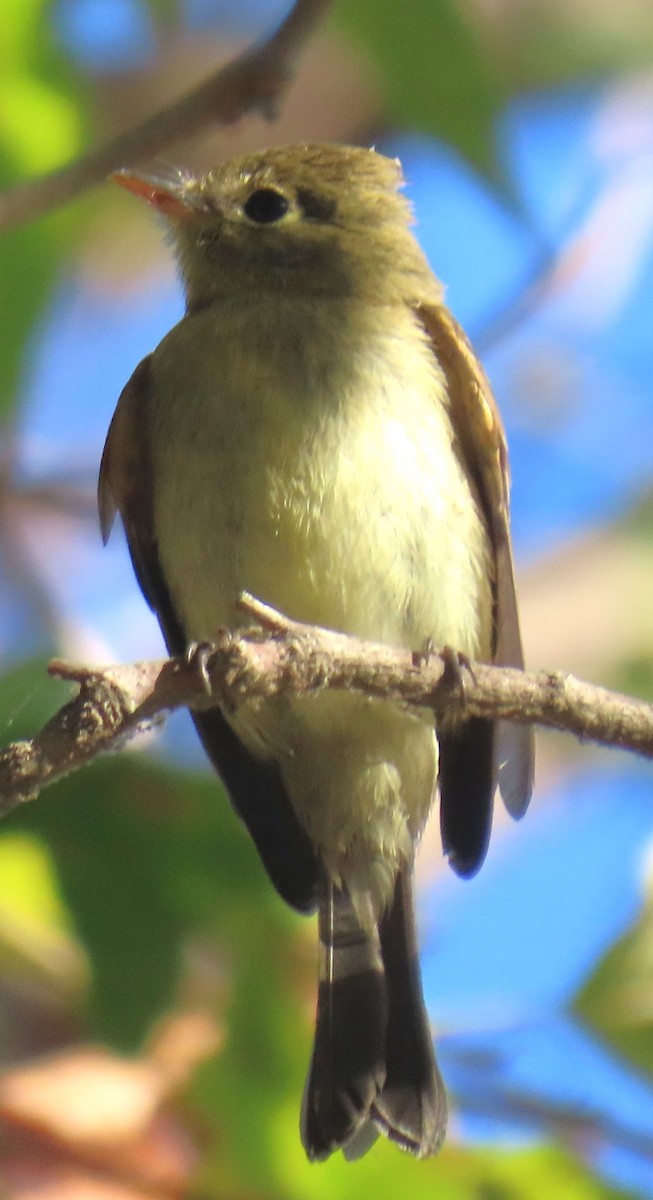 Western Flycatcher (Pacific-slope) - ML642779106