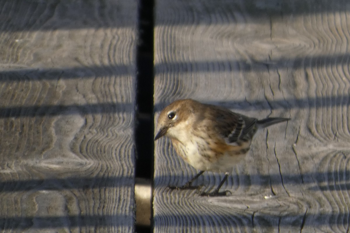 Yellow-rumped Warbler - ML642779124