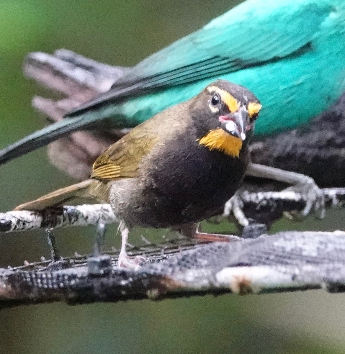 Yellow-faced Grassquit - ML642779142