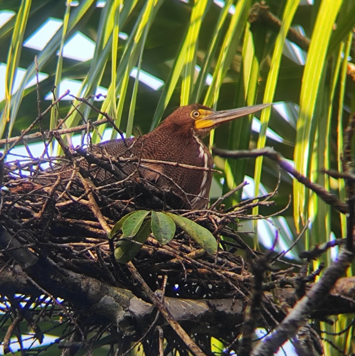 Rufescent Tiger-Heron - ML642779144