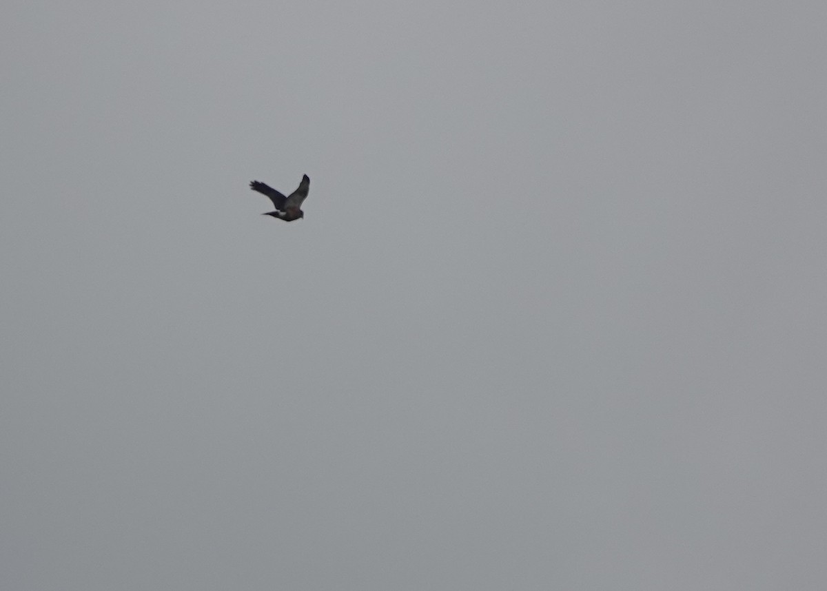 Red-thighed Sparrowhawk - ML642779151