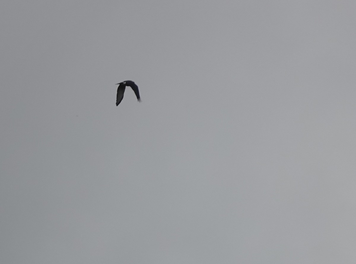 Red-thighed Sparrowhawk - ML642779153