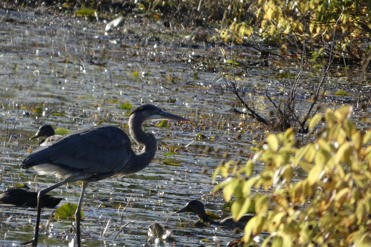 Great Blue Heron - ML642779155