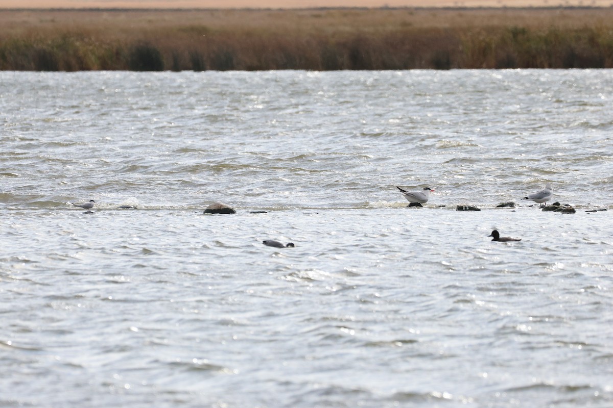Caspian Tern - ML642779170