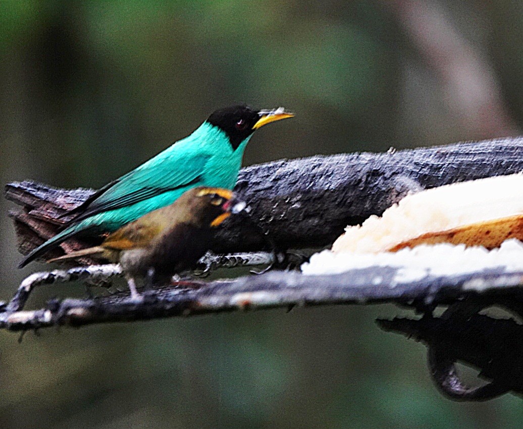 Green Honeycreeper - ML642779174