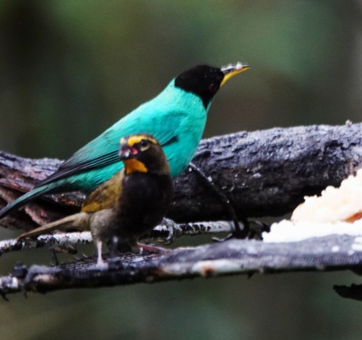 Green Honeycreeper - ML642779175