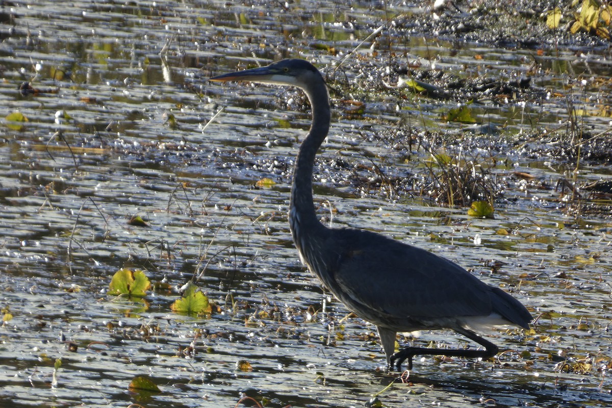 Great Blue Heron - ML642779176