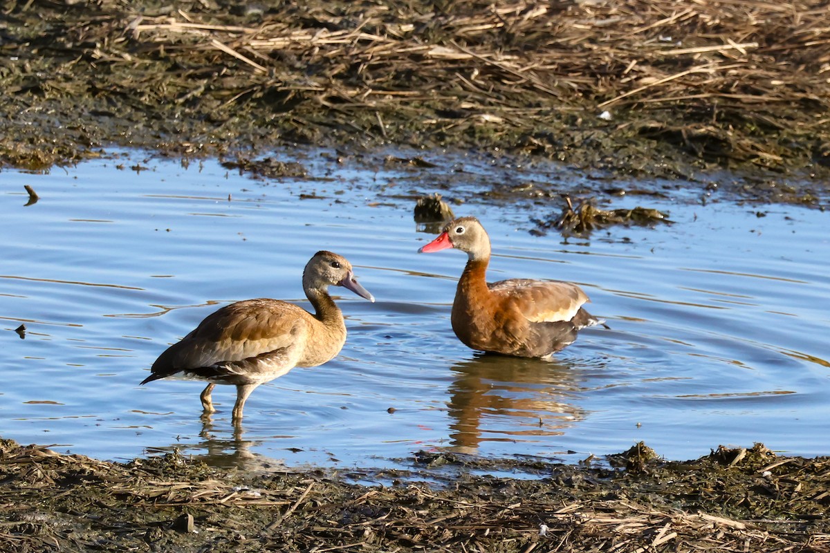 Black-bellied Whistling-Duck - ML642779187