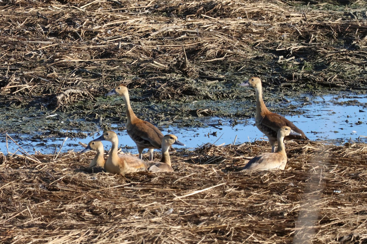 Black-bellied Whistling-Duck - ML642779188