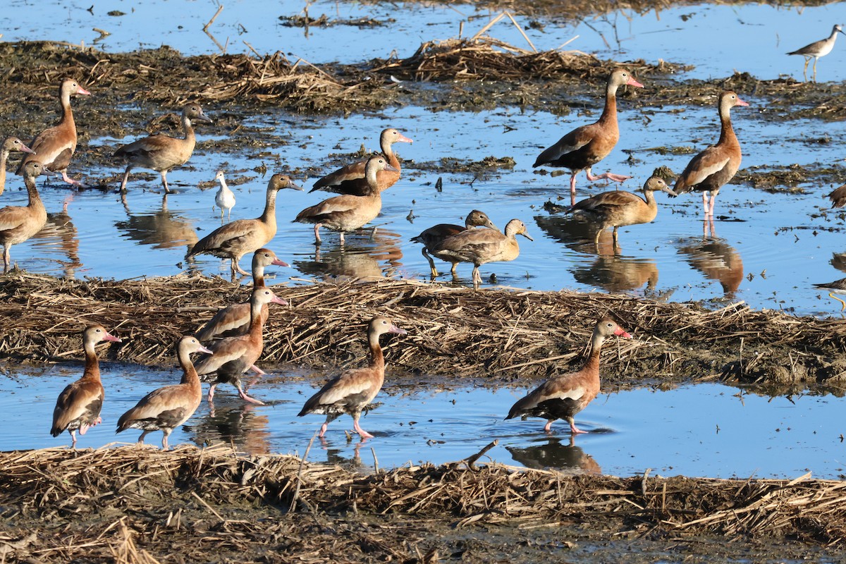 Black-bellied Whistling-Duck - ML642779189