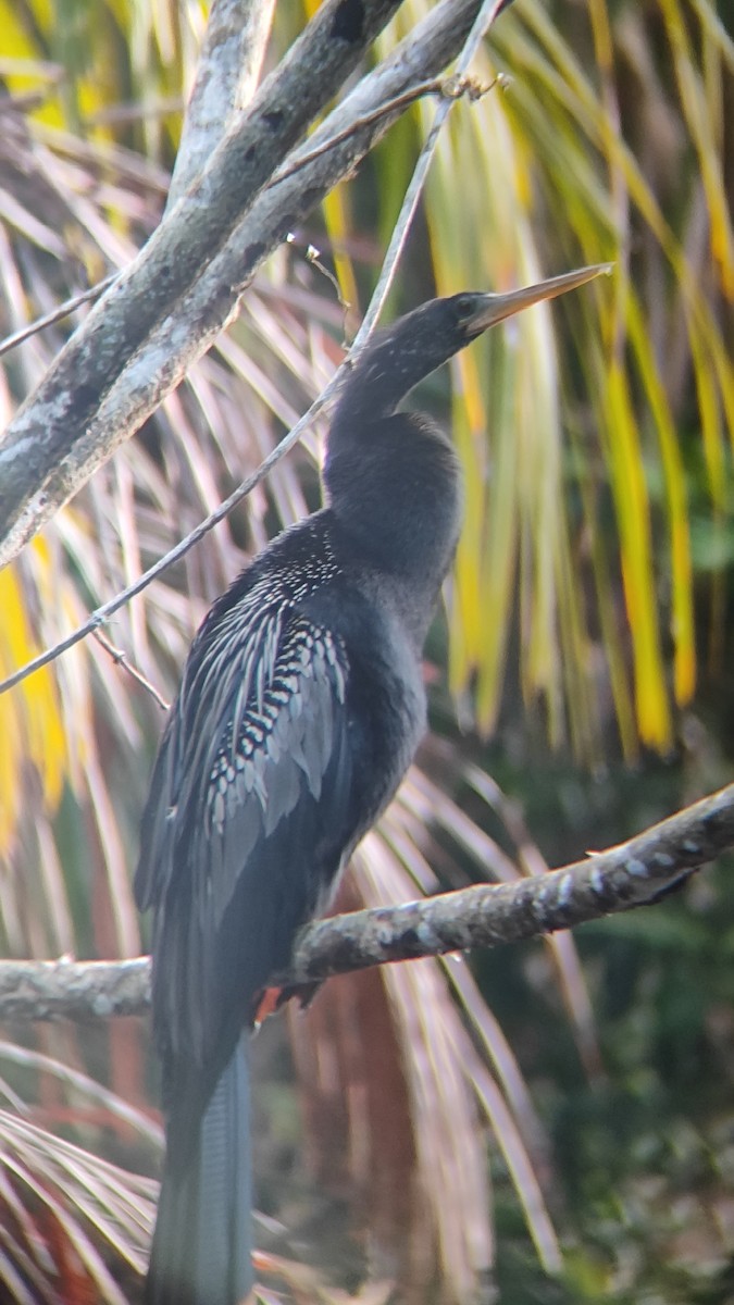 Anhinga - ML642779191