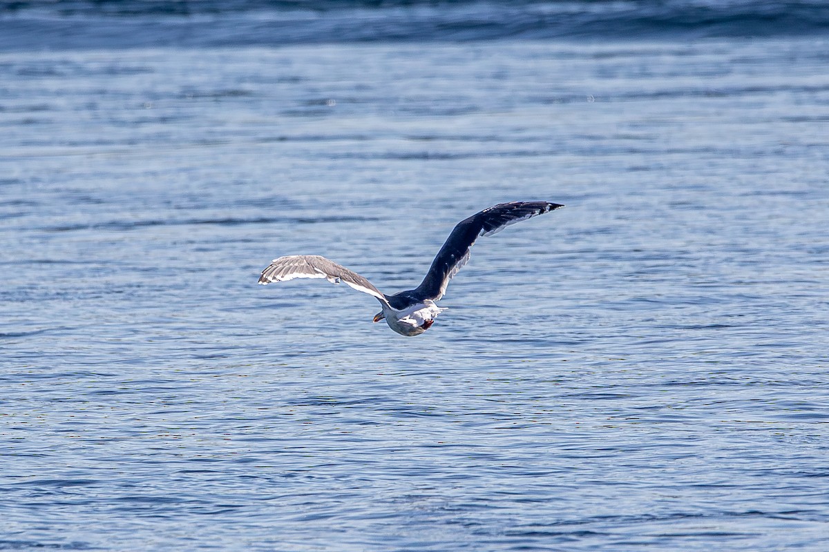 Slaty-backed Gull - ML642779192