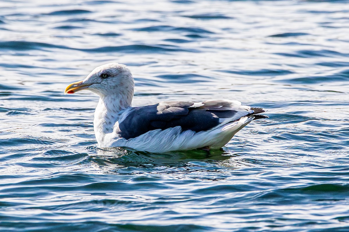 Slaty-backed Gull - ML642779193
