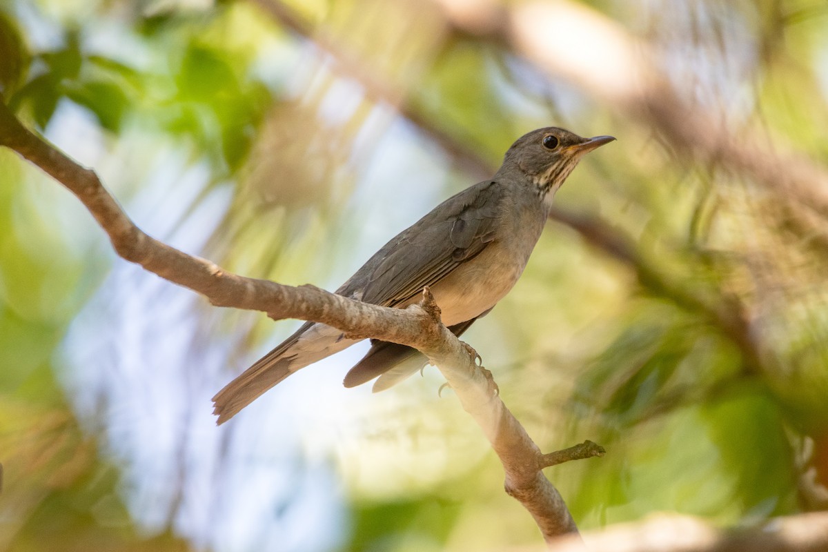 Blacksmith Thrush - ML642779194