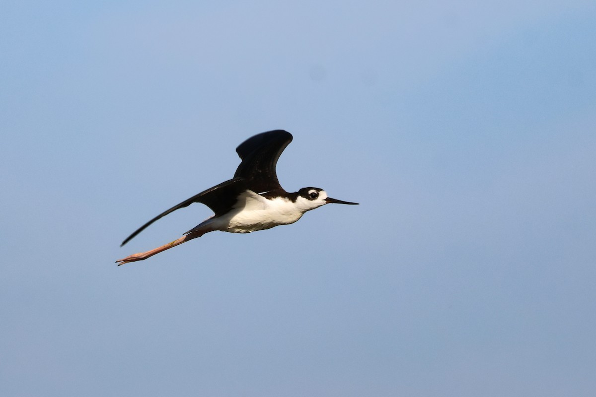 Black-necked Stilt - ML642779195