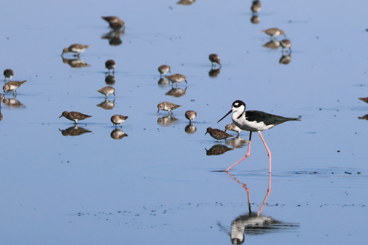 Black-necked Stilt - ML642779196