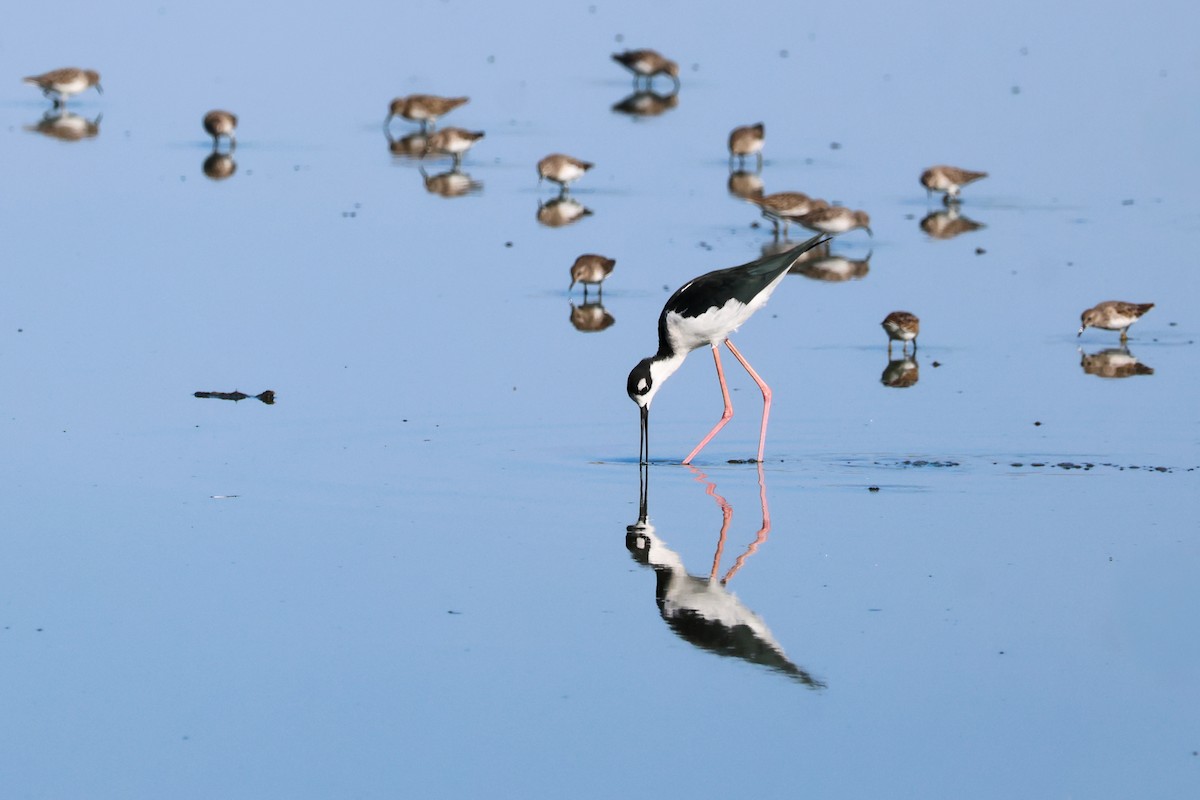 Black-necked Stilt - ML642779197