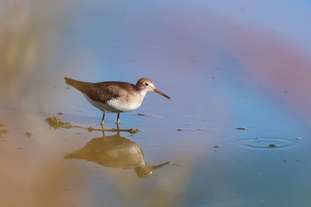 Solitary Sandpiper - ML642779207