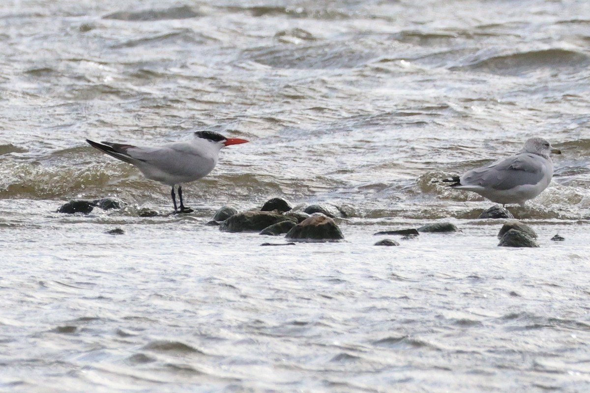 Caspian Tern - ML642779210