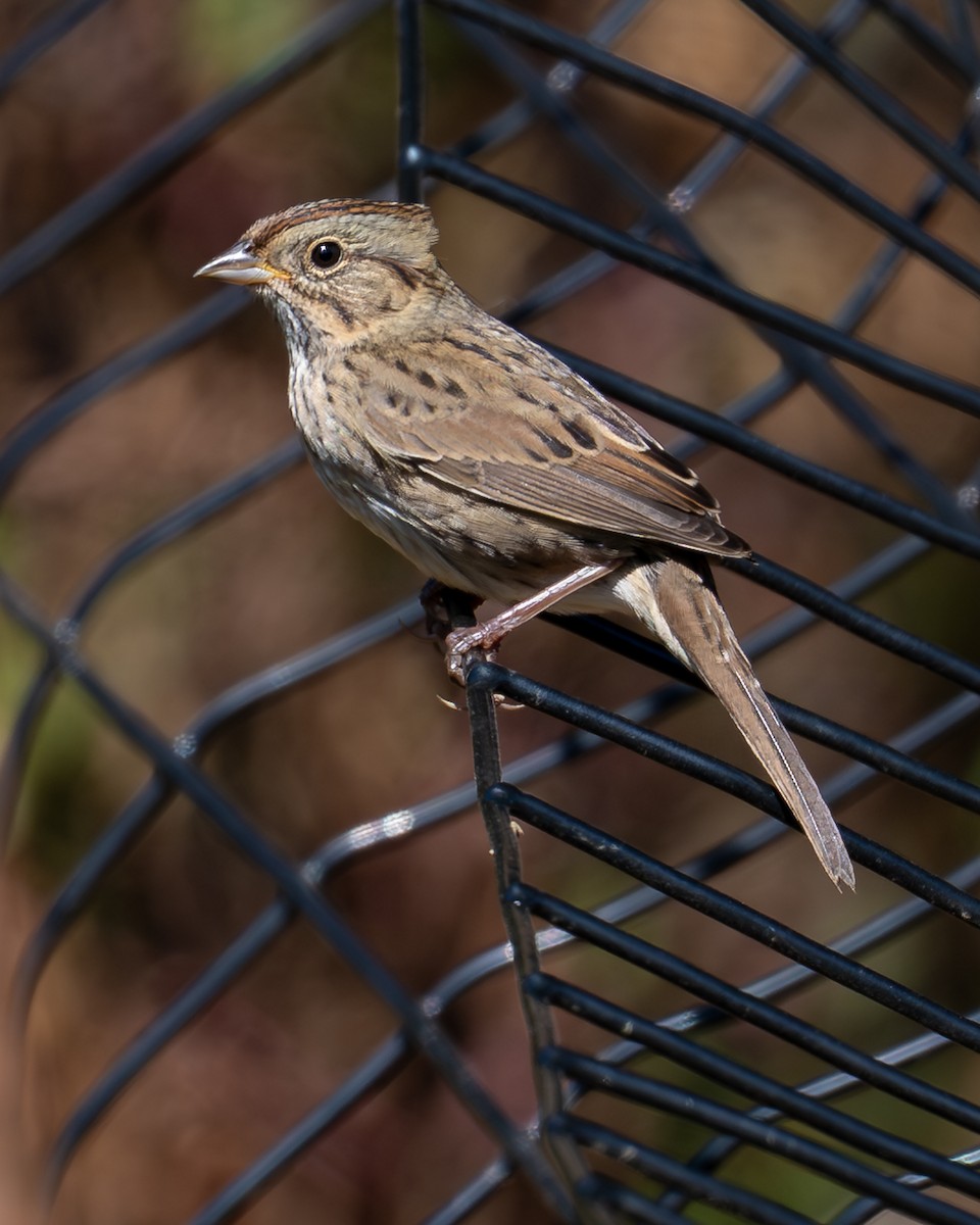 Lincoln's Sparrow - ML642779211