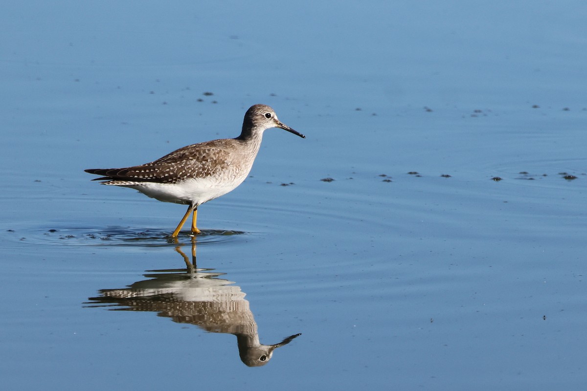 Lesser Yellowlegs - ML642779212