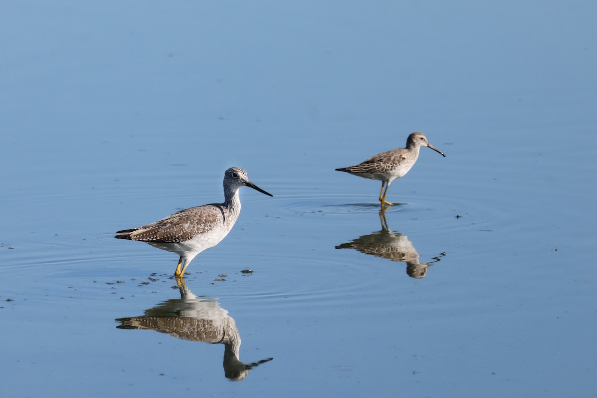 Greater Yellowlegs - ML642779214