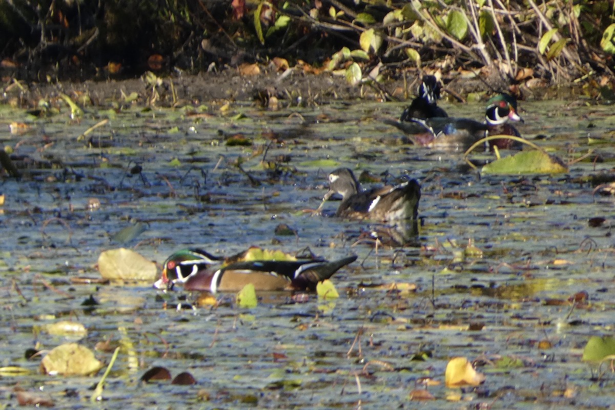 Wood Duck - ML642779227