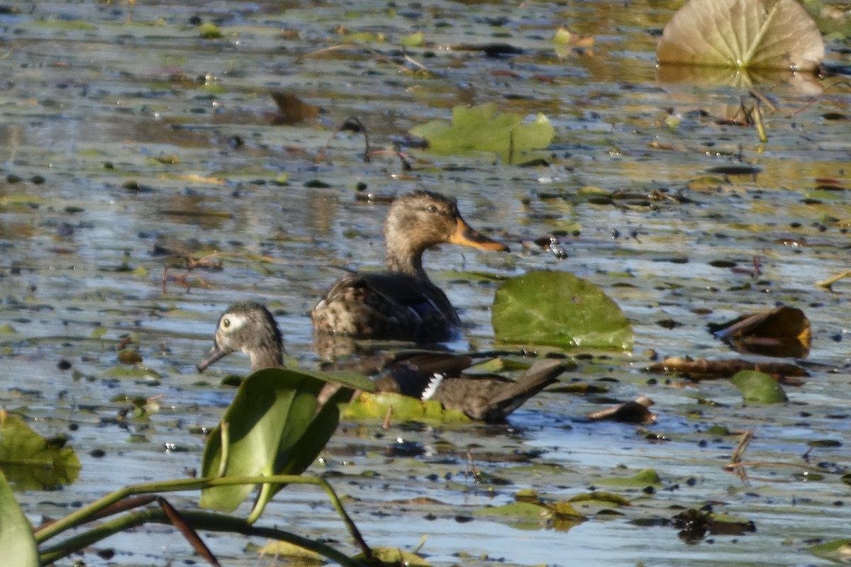 Wood Duck - ML642779228