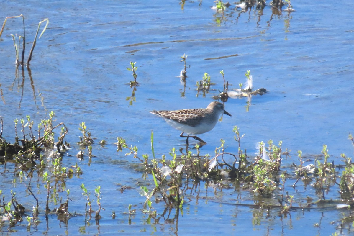 Semipalmated Sandpiper - ML642779237